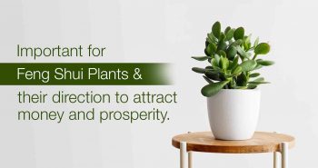 Importance of Feng Shui Plants and its direction to attract money and prosperity.
